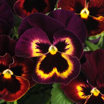 Viola Matrix F1 Sangria - Grootbloemige viool