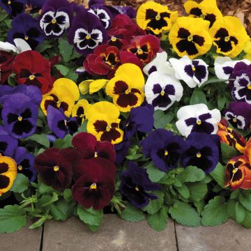 Viola wittrockiana EVO BIG - Grootbloemige viool