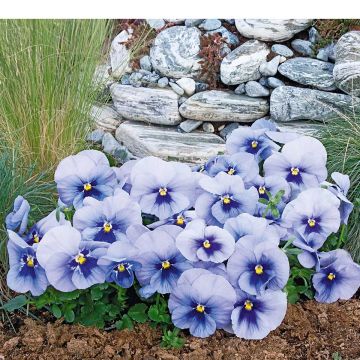 Viola wittrockiana Inspire Metallic Blue Blotch - Grootbloemige viool