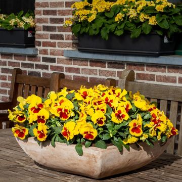 Viola wittrockiana Prim Up Yellow Red Blotch - Grootbloemige viool