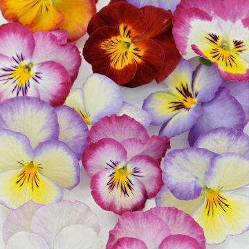 Viola wittrockiana Ultima Radiance F1 Mix - Middel-grootbloemige violen in mix