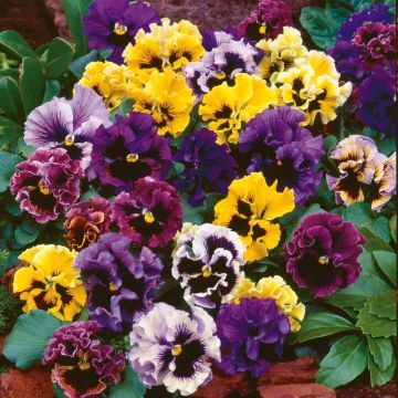 Viola wittrockiana Farandole Mix - Grootbloemige violen golvende bloemblaadjes