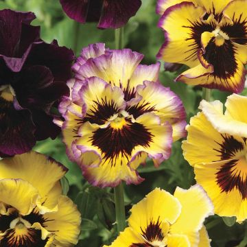 Viola wittrockiana F1 Frizzle Lemonberry - Grootbloemige violen met golvende bloemblaadjes