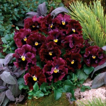 Viola wittrockiana Frizzle F1 Burgundy - Grootbloemige violen met golvende bloemblaadjes Mini-motte