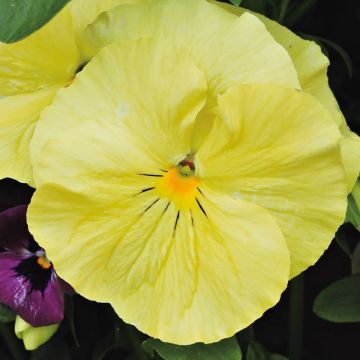 Viola wittrockiana F1 Carrera Lemon - Grootbloemige viool