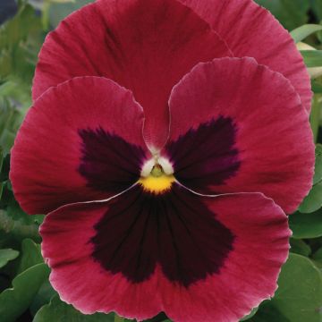 Viola Matrix Rose Blotch F1 - Grootbloemige viool