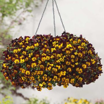 Viola wittrockiana Cool Wave Fire - Hangende/spreidende grootbloemige viool