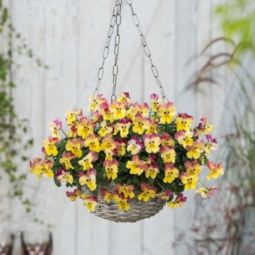 Viola wittrockiana Strawberry Swirl - Grootbloemige viool