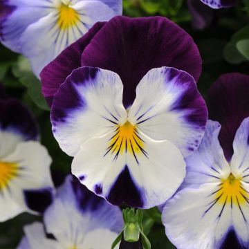 Viola wittrockiana Violet Wing - Grootbloemige hangviool