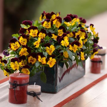 Viola wittrockiana Cool Wave Red Wing - Hangende/spreidende grootbloemige viool