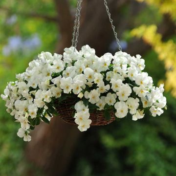 Viola wittrockiana Cool Wave White - Hangende/spreidende grootbloemige viool