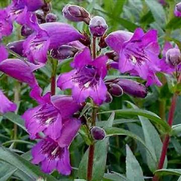Penstemon Midnight - Slangenkop