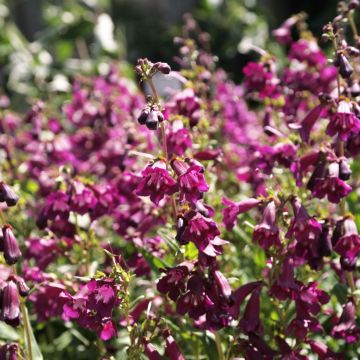 Penstemon Raven - Slangenkop