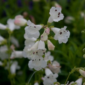 Penstemon White Bedder - Slangenkop