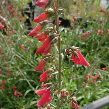 Penstemon barbatus Coccineus - Slangenkop