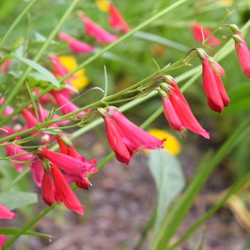 Penstemon barbatus Coccineus - Slangenkop
