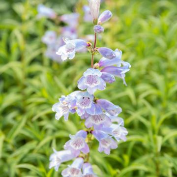 Penstemon Sour Grapes - Slangenkop
