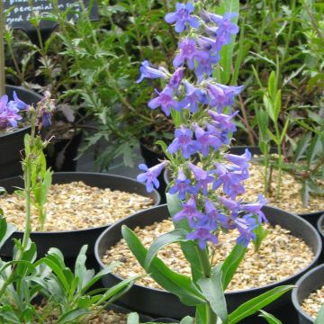 Penstemon mensarum - Slangenkop