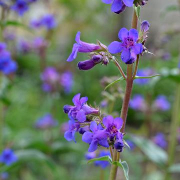 Penstemon mensarum - Slangenkop