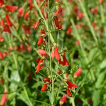 Penstemon barbatus Iron Maiden (zaad) - Slangenkop