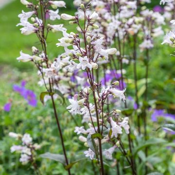 Penstemon digitalis Husker Red (zaad) - Slangenkop Penstemon digitalis Husker Red (zaad) - Slangenkop