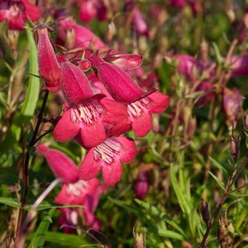 Penstemon Garnet - Slangenkop