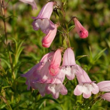 Penstemon Apple Blossom - Slangenkop