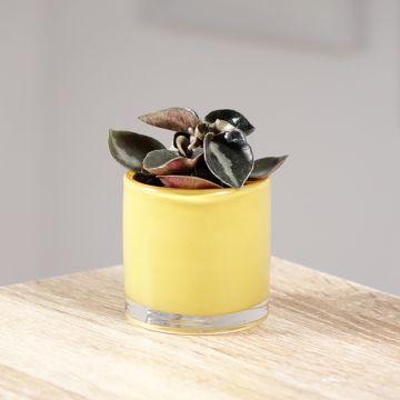 Peperomia metallica - Peperomia