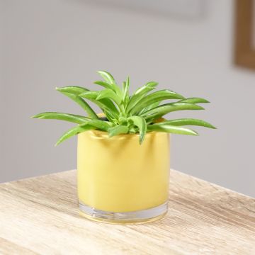 Peperomia Nevada - Peperomia