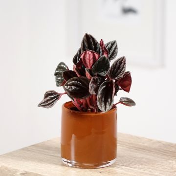 Peperomia Montevideo - Rattenstaartje