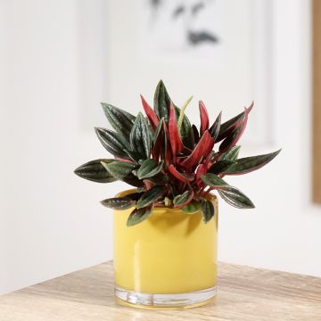 Peperomia caperata Eden Rosso - Rattenstaartje