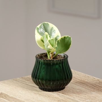 Peperomia obtusifolia USA - Krokodillentranen