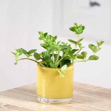 Peperomia rotundifolia - Zwanenkruid