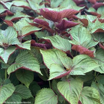 Shiso Bicolor BIO Ferme de Sainte Marthe - Perilla frutescens