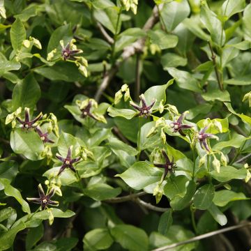 Periploca graeca - Zijdeplant