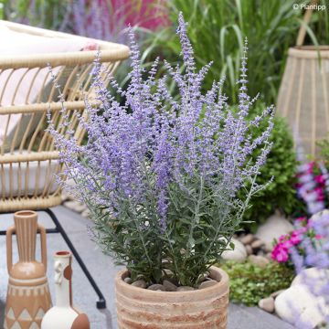 Perovskia atriplicifolia Prime time - Russische salie