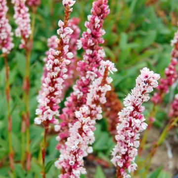 Persicaria affinis Superba - Kruipduizendknoop