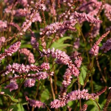Persicaria amplexicaulis Pink Elephant - Duizendknoop