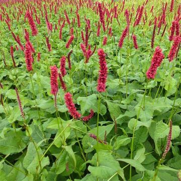Persicaria amplexicaulis Fat Domino - Duizendknoop