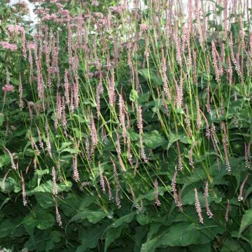 Persicaria amplexicaulis Rosea - Duizendknoop
