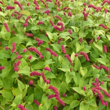 Persicaria amplexicaulis var. pendula - Duizendknoop
