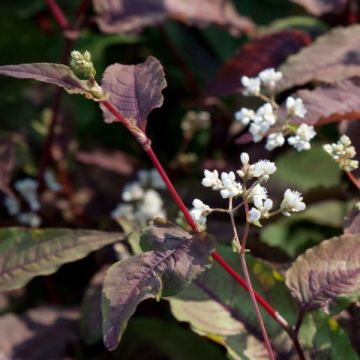 Persicaria microcephala Red Dragon - Duizendknoop