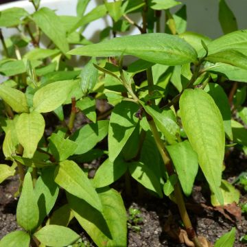 Vietnamese koriander - Persicaria odorata (jonge planten)