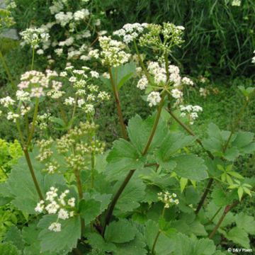 Zeelavas - Ligusticum scoticum