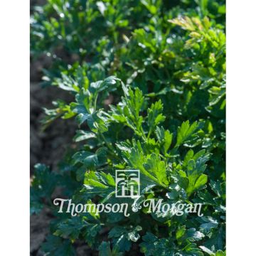 Platte peterselie Titan