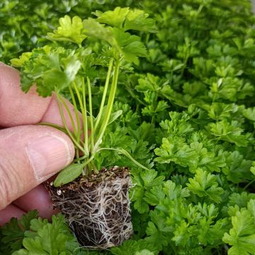 Donkergroene  krulpeterselie (jonge planten)