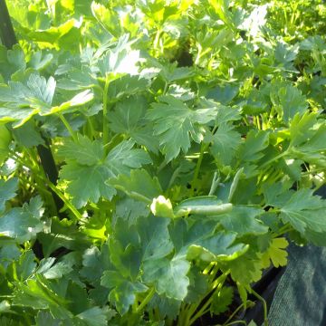 Platte peterselie Gigante d'Italia BIO Platte peterselie Gigante d'Italia BIO