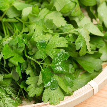 Bladpeterselie Gigante d'Italia (jonge planten)