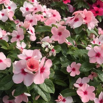 Catharanthus roseus Titan F1 Apricot - Roze maagdenpalm