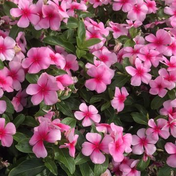 Catharanthus roseus Titan F1 Blush - Roze maagdenpalm